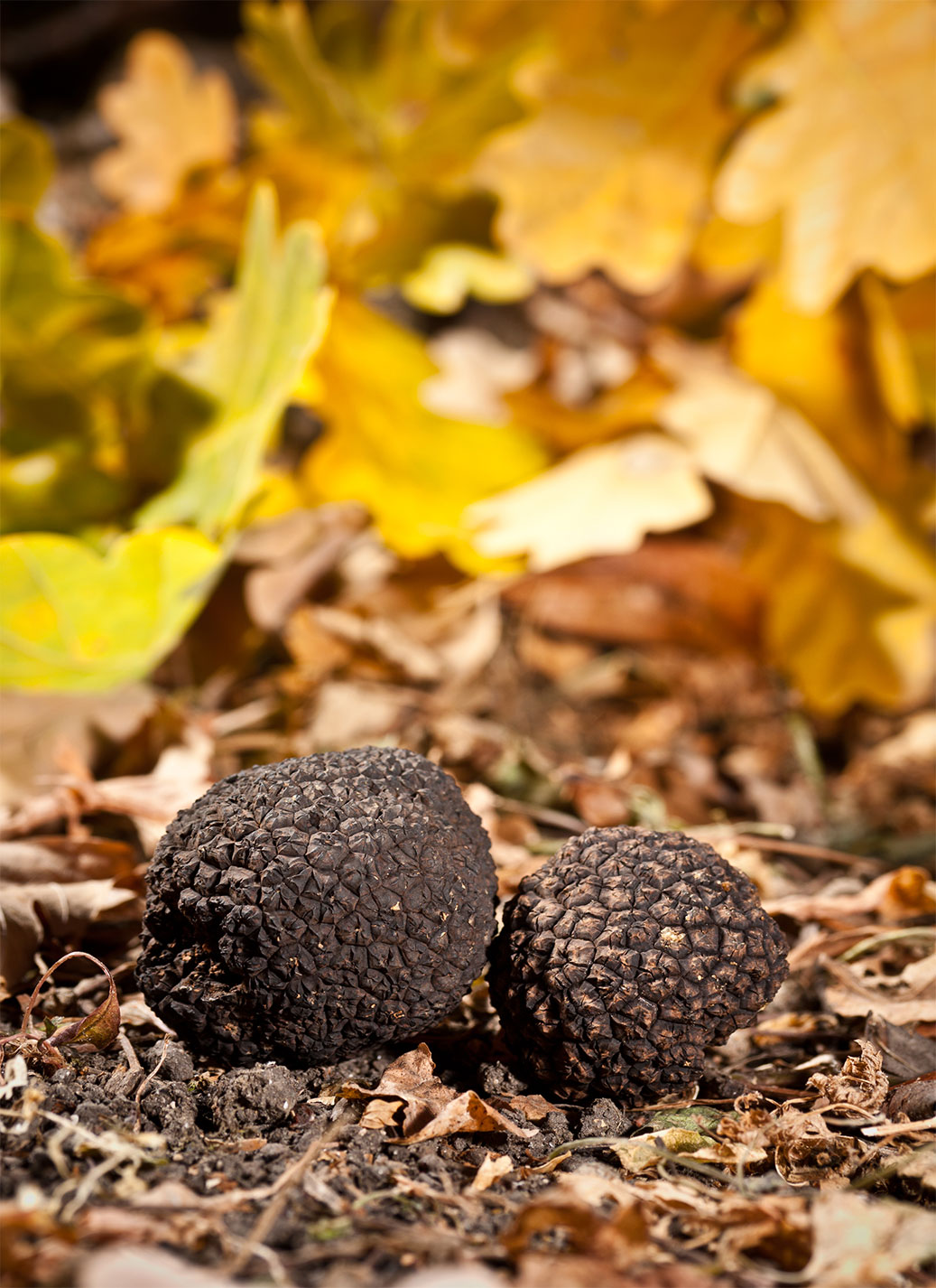home-truffles
