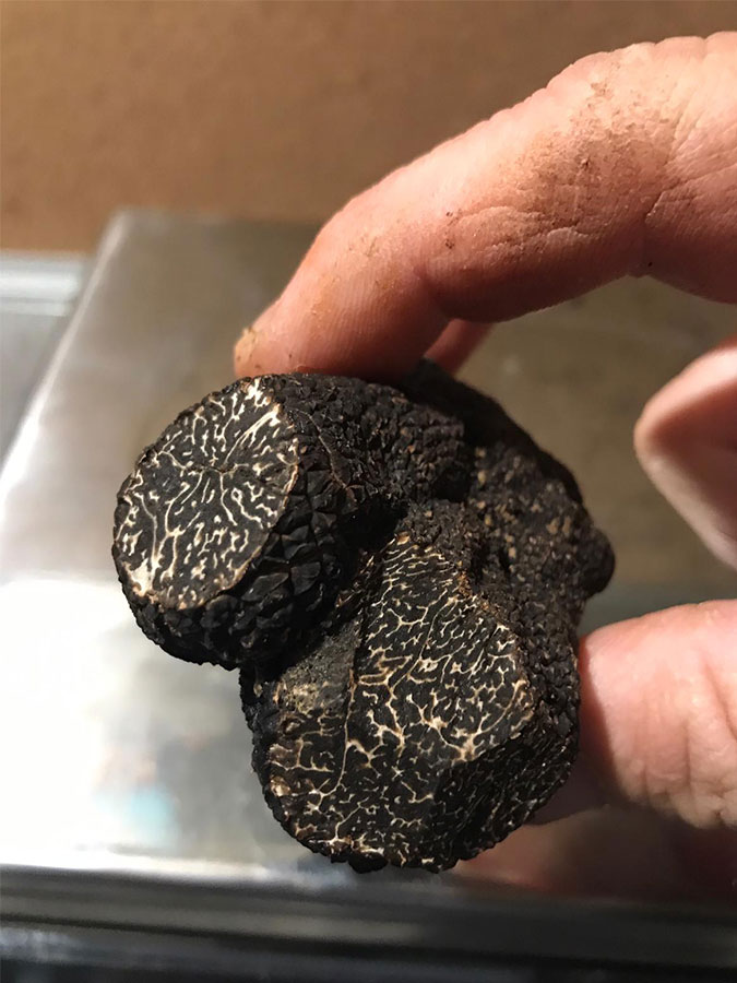 uncinatum-truffles